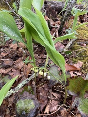 Convallaria pseudomajalis