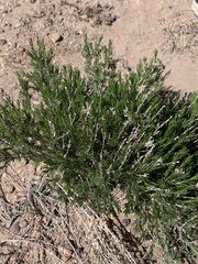 Chrysothamnus greenei