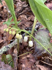 Convallaria pseudomajalis