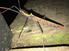 Pseudophasma bispinosum