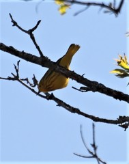 Setophaga petechia