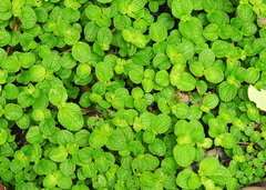 Pilea nummulariifolia