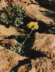 Eriogonum ternatum