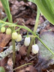 Convallaria pseudomajalis