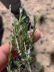 Chrysothamnus greenei