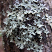 Green Loop Lichen - Photo (c) Omphalina, some rights reserved (CC BY-NC-SA)