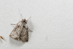 Macrobarasa xantholopha