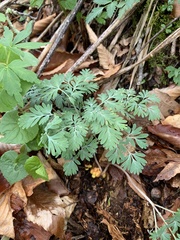 Dicentra canadensis
