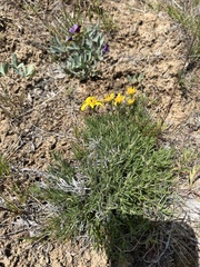 Erigeron linearis