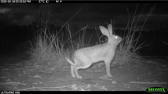 Lepus victoriae