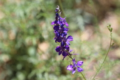 Delphinium scopulorum