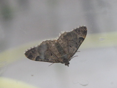 Xanthorhoe fluctuata
