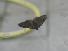 Xanthorhoe fluctuata