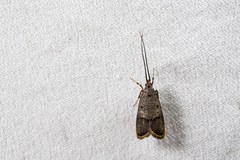 Spatulignatha olaxana