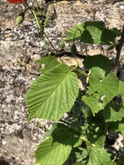 Corylus avellana