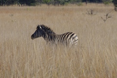 Equus quagga