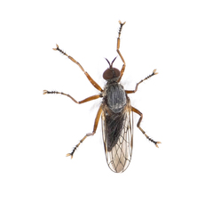 Empis spectabilis