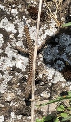Podarcis muralis
