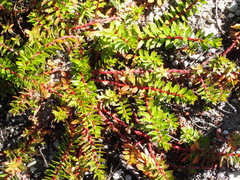 Laurembergia repens