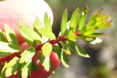 Laurembergia repens