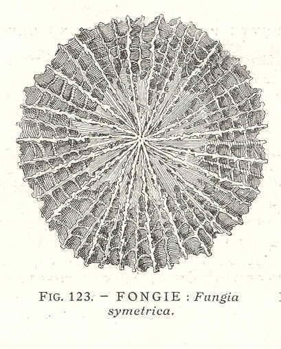 Fungiacyathus symmetricus