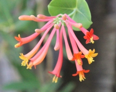 Lonicera arizonica