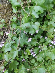 Cymbalaria muralis