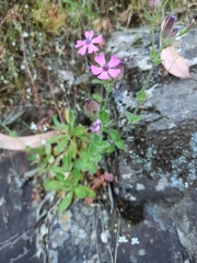 Silene acutifolia