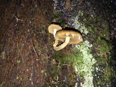 Pholiota subflammans