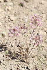 Allium campanulatum