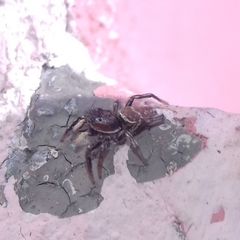 Heliophanus patagiatus