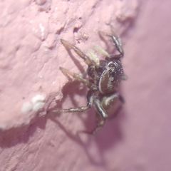 Heliophanus patagiatus