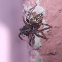 Heliophanus patagiatus