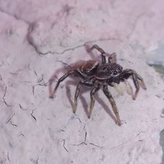 Heliophanus patagiatus