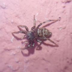 Heliophanus patagiatus