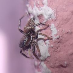 Heliophanus patagiatus