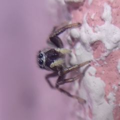 Heliophanus patagiatus