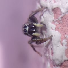 Heliophanus patagiatus