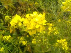 Sinapis alba alba