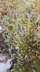 Cladonia cenotea