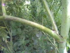 Conium maculatum