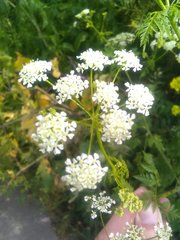 Conium maculatum