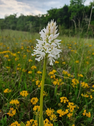 Military Orchid