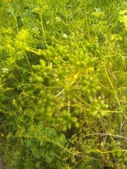 Conium maculatum