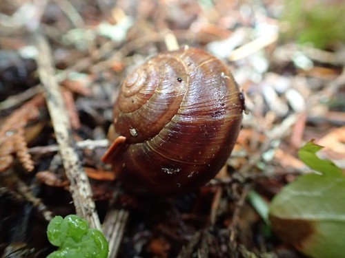 Banded Tigersnail