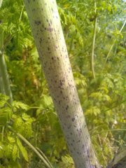 Conium maculatum
