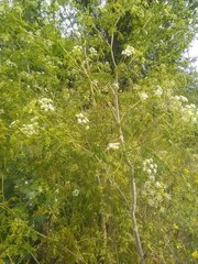 Conium maculatum
