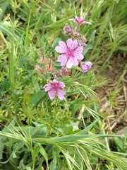 Geranium linearilobum