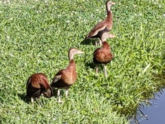 Dendrocygna autumnalis