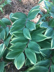 Polygonatum odoratum pluriflorum